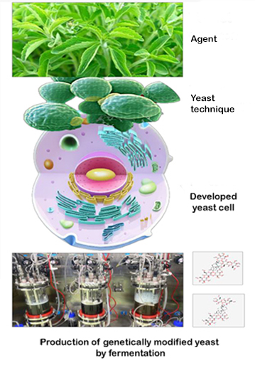 Stevia Production